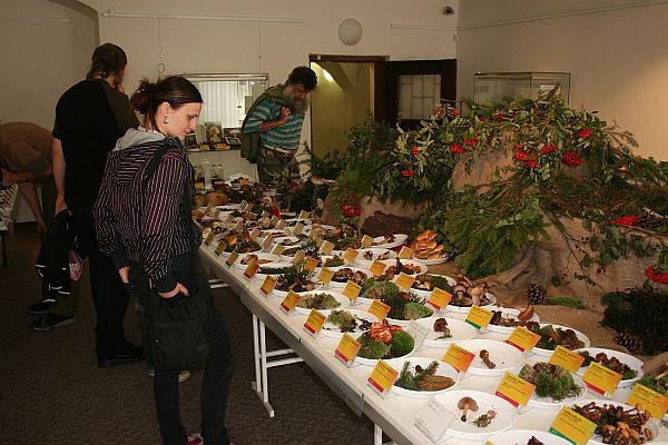 V�stav hub - Jihlava 2011