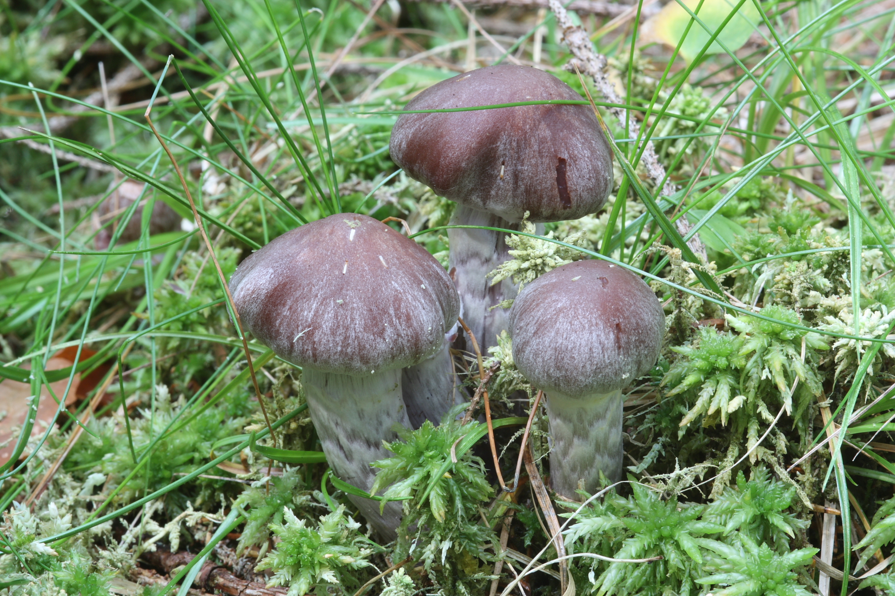 Pavu�inec blankytn� - Cortinarius evernius, PR Ma�tale /foto J. Kramoli�/