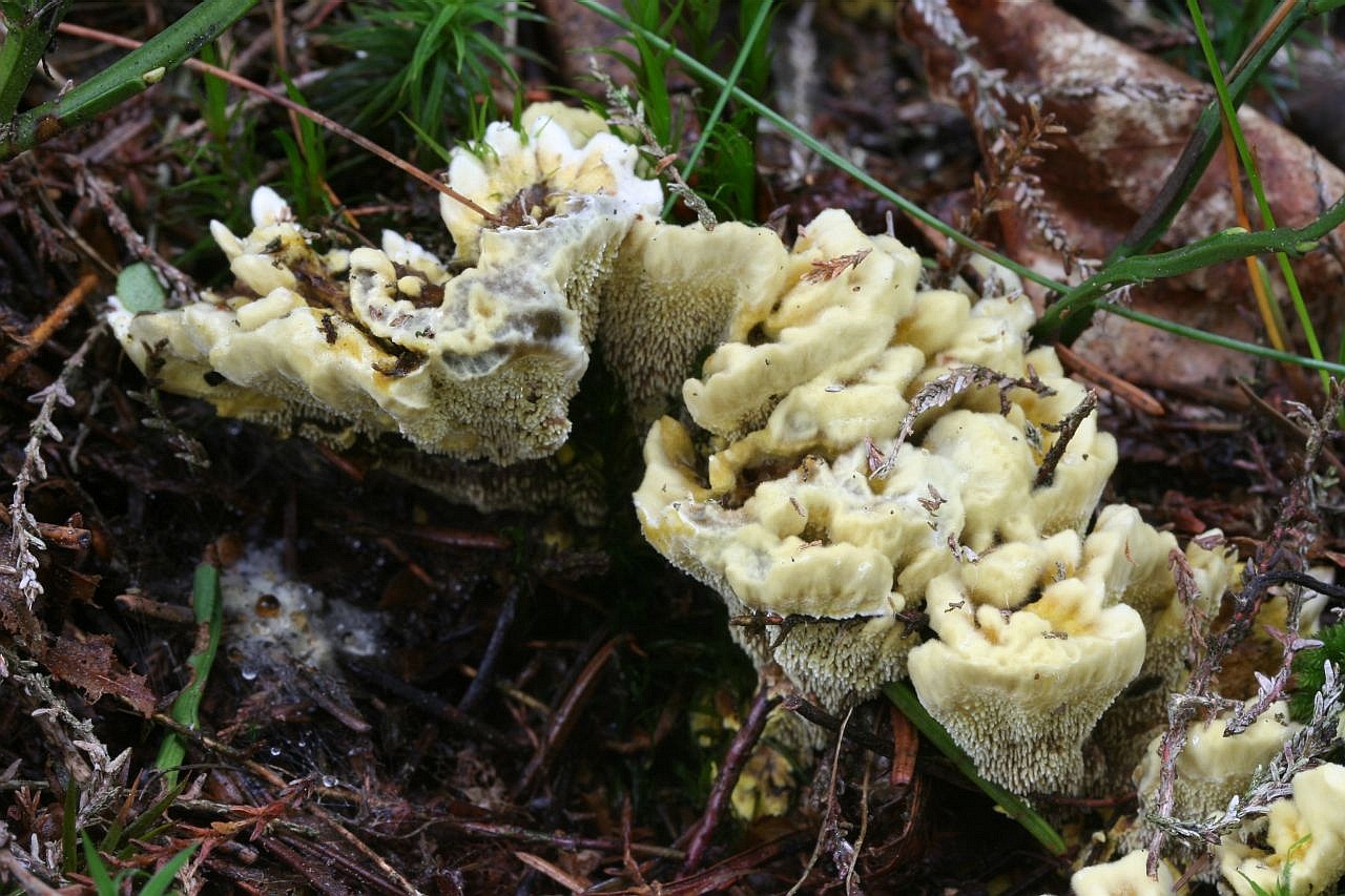 Lo��kovec s�ro�lut� - Hydnellum geogenium, PR Ma�tale /foto J. Burel/