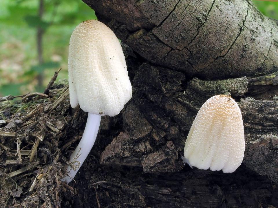 Coprinellus hnojník myko.cz