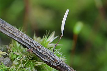 paluka rudonoh (Typhula erythropus)
