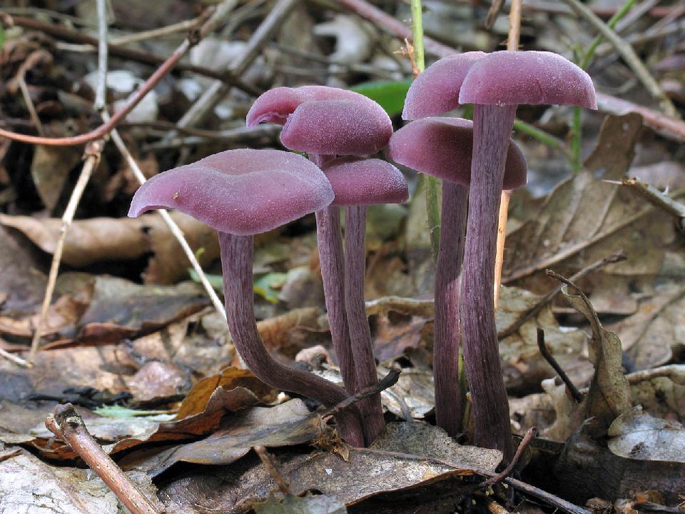 Laccaria amethystina lakovka ametystová myko.cz