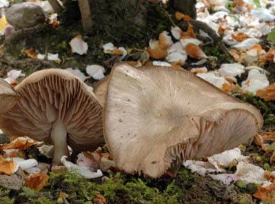 Entoloma clypeatum  zvojenka podtrnka 