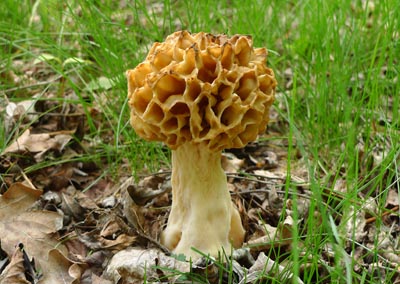 Morchella esculenta  smr obecn 