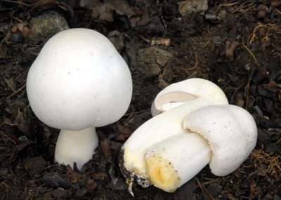 Agaricus xanthodermus - perka zpan