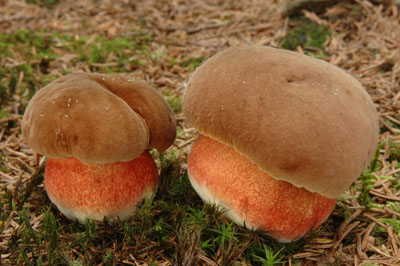 Boletus erythropus - hib kov