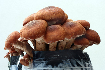 Armillaria ostoyae - vclavka smrkov