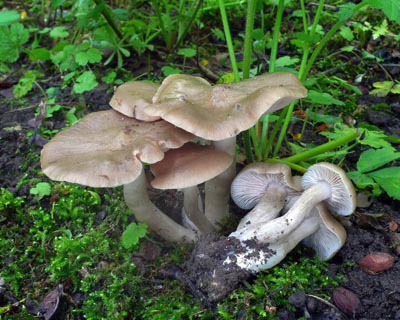 Entoloma clypeatum  zvojenka podtrnka 