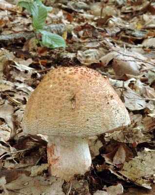 Amanita rubescens - muchomrka rovka