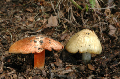 Inocybe erubescens - vlknice zaervenal