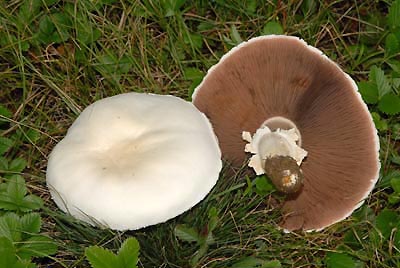 Agaricus arvensis - perka ov Foto: Ale Vt