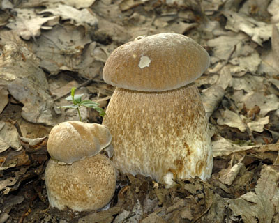 Boletus reticulatus - hib dubov Foto: Ale Vt