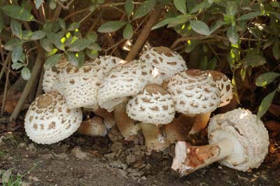 Macrolepiota rachodes var. bohemica - Bedla ervenajc esk Foto:Ale Vt