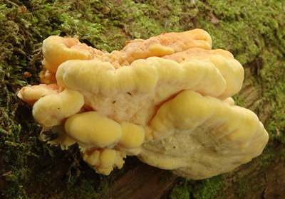 Laetiporus sulphureus  srovec lutooranov 