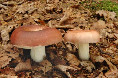 Russula vesca - holubinka mandlov Foto: Ale Vt