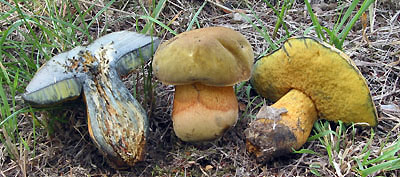 Boletus luridus - hib kolodj Foto: Ale Vt