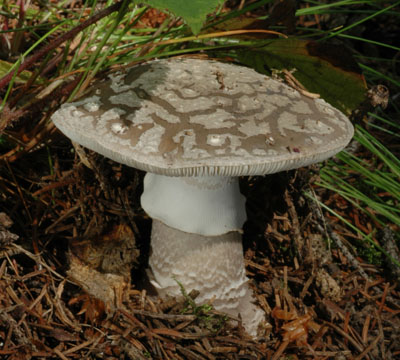 Amanita spissa - muchomrka edivka Foto: Ale Vt