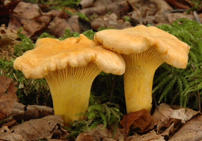 Cantharellus cibarius - lika obecn Foto: Ale Vt