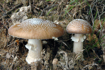 Amanita pantherina - Muchomrka tygrovan Foto: Ale Vt