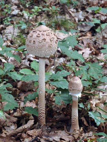 Macrolepiota procera - bedla vysok Foto: Ale Vt