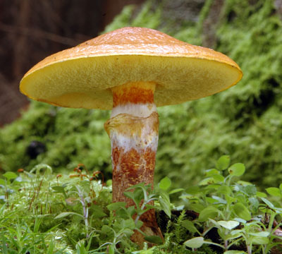 Suillus grevillei  klouzek slin 