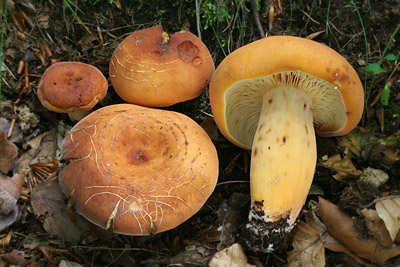 Lactarius volemus - ryzec syrovinka Foto: Martin K