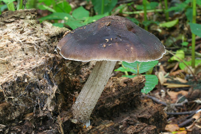 Pluteus cervinus - ttovka jelen Foto: Martin K