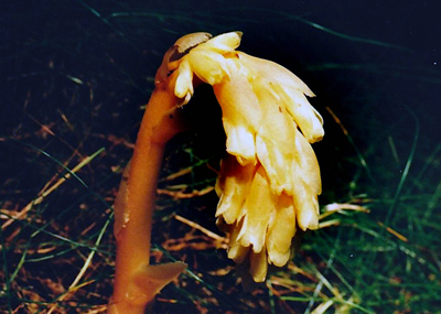 Hnilk lutav (smrkov)  Monotropa hypopitys