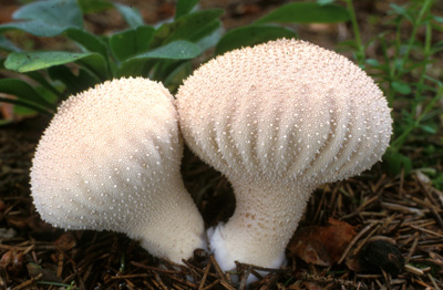 Lycoperdon perlatum - pchavka obecn - Foto: Vclav Janda