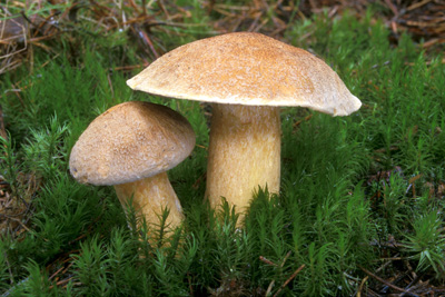 Suillus variegatus - hib strako - Foto: Jan Zavel