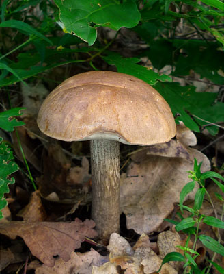 Leccinum scabrum - kozk bezov - Foto: Ale Vt