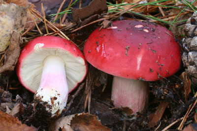 Russula xerampelina - holubinka rvov - Foto: Martin K