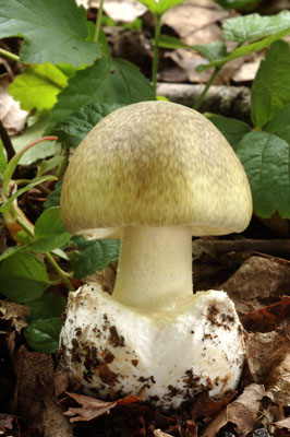 Amanita phalloides - muchomrka zelen - Foto: Ale Vt