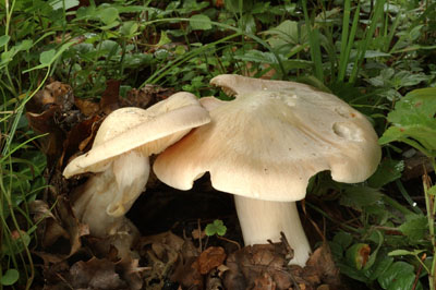 Entoloma sinuatum - zvojenka olovov - Foto: Ale Vt