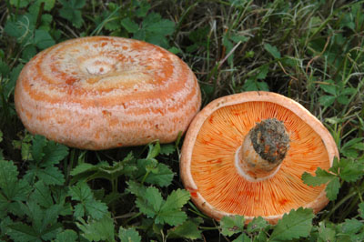 Lactarius deliciosus - ryzec prav - Foto: Ale Vt