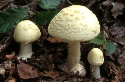 Amanita citrina - muchomrka citronov - Foto: Vclav Janda