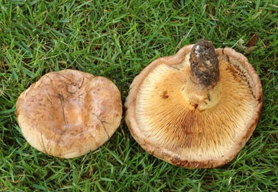 Paxillus involutus - echratka podvinut - Foto: Ale Vt