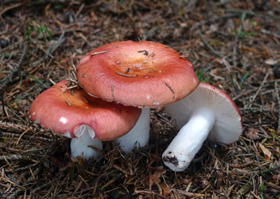 Russula paludosa - holubinka jahodov - Foto: Ale Vt