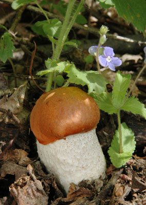 Leccinum aurantiacum - kemen osikov - Foto: Ale Vt