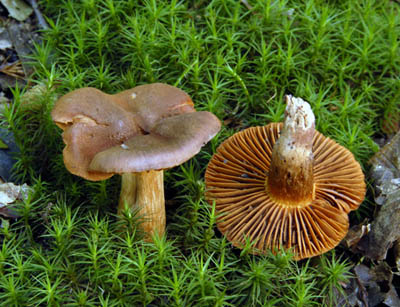 Cortinarius orellanus - pavuinec plyov - Foto: Ale Vt