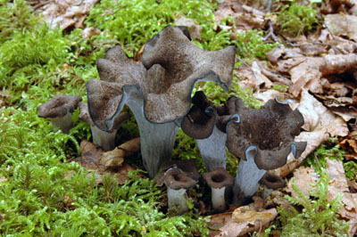 Craterellus cornucopioides - stroek trubkovit - Foto: Ale Vt