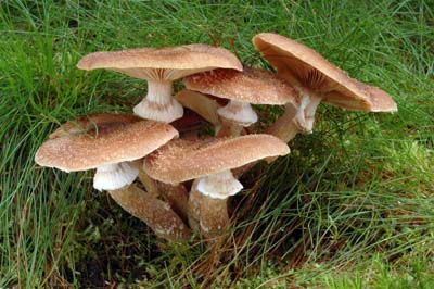 Armillaria ostoyae - vclavka smrkov - Foto: Ale Vt