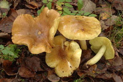 Tricholoma equestre - irvka zelnka - Foto: Ale Vt