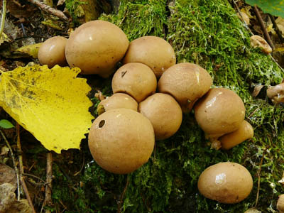 Lycoperdon pyriforme - pchavka hrukovit Foto: St. Jirsek MK Trutnov