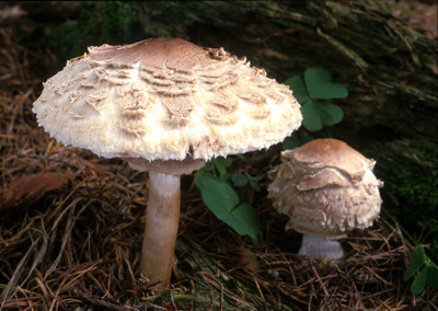 Macrolepiota rhacodes - bedla ervenajc - Foto: Ale Vt