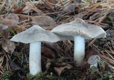 Tricholoma terreum - irvka zemn - Foto: Ale Vt 