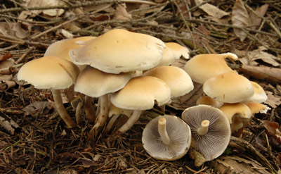 Hypholoma capnoides - tepenitka makov - Foto: Ale Vt