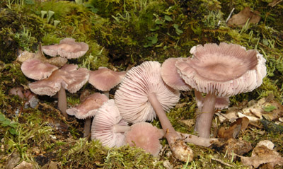 Mycena rosea - helmovka narovl - Foto: Ale Vt