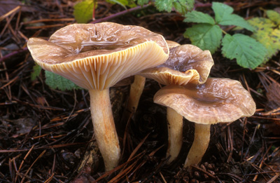 Hygrophorus hypothejus - avnatka pomrazka - Foto: Vclav Janda