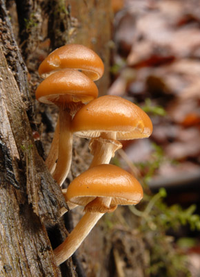 Galerina marginata - epiatka jehlinanov - Foto: Ale Vt